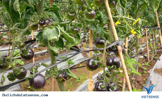 Khám phá vườn bí ngô khổng lồ và cà chua đen ở Đà Lạt - Ảnh 6