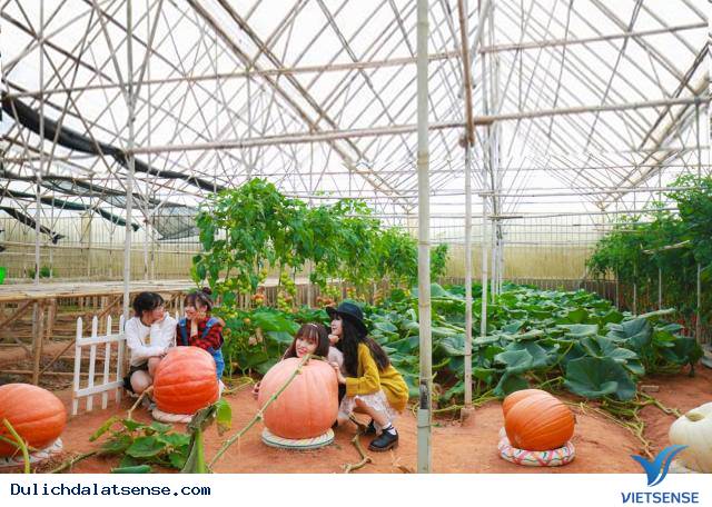 Khám phá vườn bí ngô khổng lồ và cà chua đen ở Đà Lạt