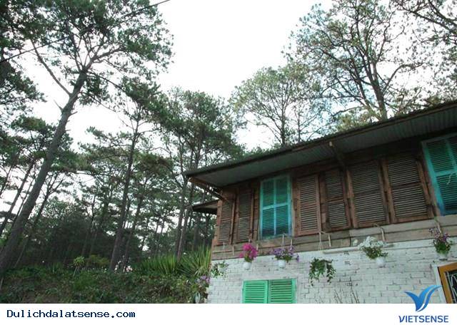 Khu Homestay Mới Đẹp Ngẩn Ngơ Giữa Rừng Thông Đà Lạt - Ảnh 4 Khu Homestay Mới Đẹp Ngẩn Ngơ Giữa Rừng Thông Đà Lạt - Ảnh 4