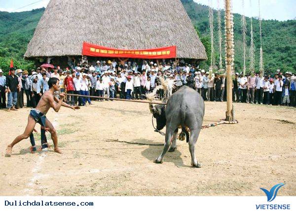 Lễ Hội Đâm Trâu Hàng Năm Tại Đà Lạt - Ảnh 1 Lễ Hội Đâm Trâu Hàng Năm Tại Đà Lạt - Ảnh 1