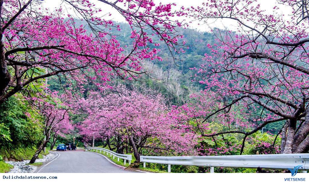 Lễ hội hoa mai anh đào Đà Lạt - Ảnh 4