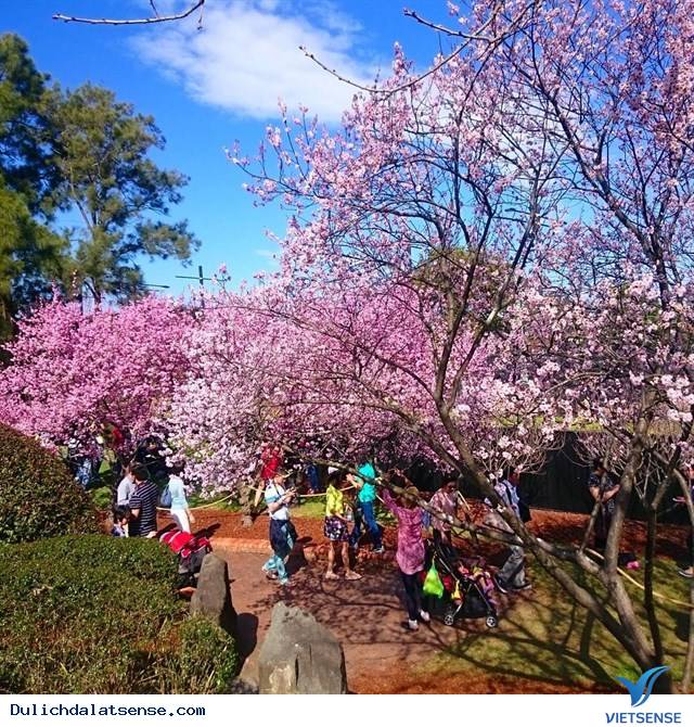 Lễ hội hoa mai anh đào Đà Lạt - Ảnh 6