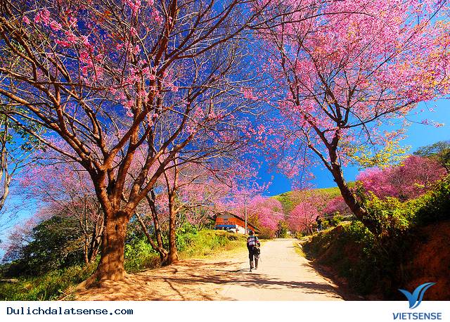 Lễ hội hoa mai anh đào Đà Lạt - Ảnh 7