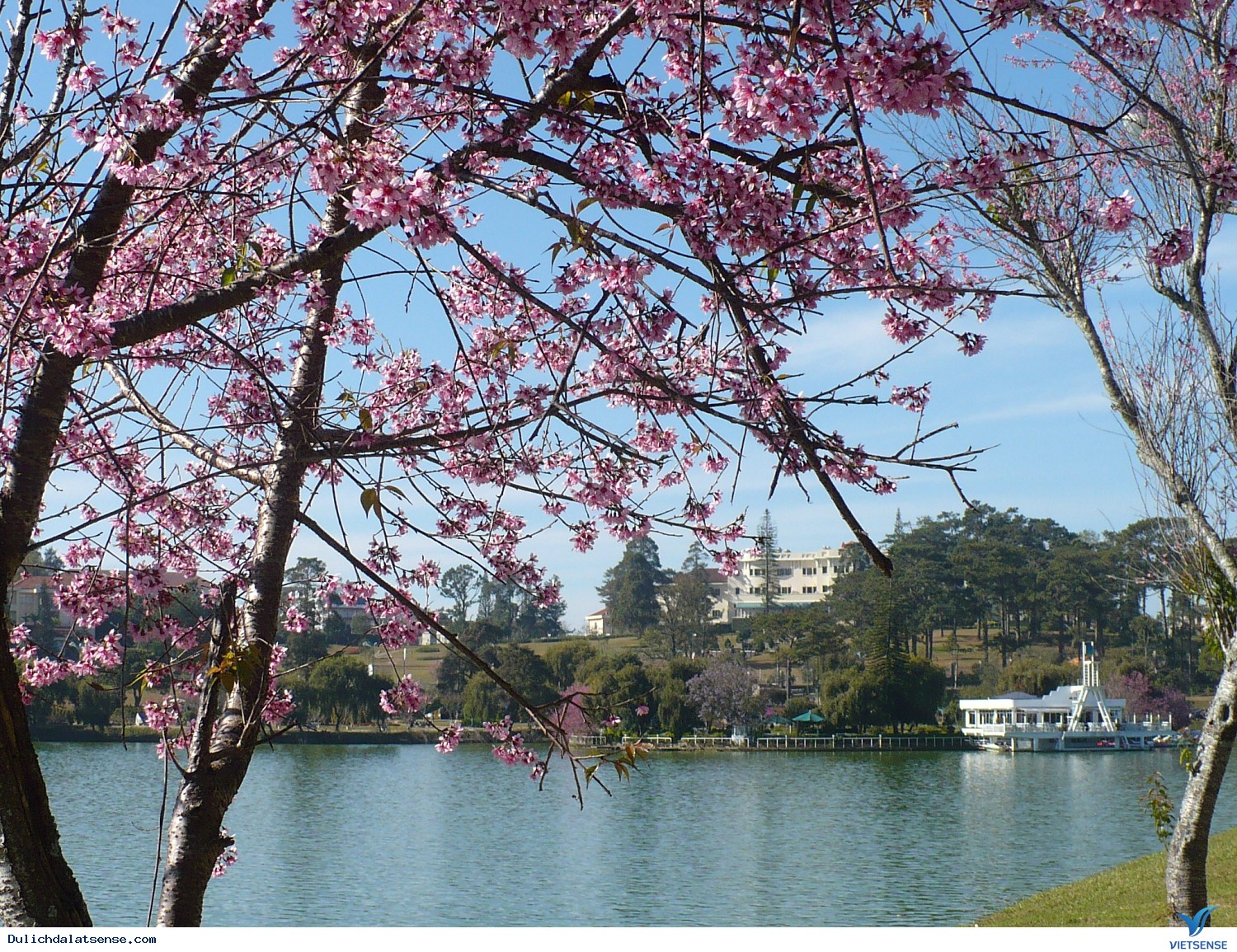 Lễ hội hoa mai anh đào Đà Lạt - Ảnh 1