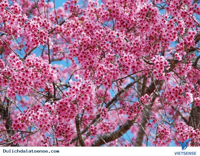 Lễ hội hoa mai anh đào Đà Lạt - Ảnh 3