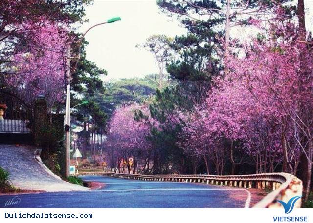 Lễ hội hoa mai anh đào Đà Lạt - Ảnh 2