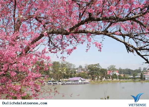 Lễ hội hoa mai anh đào Đà Lạt - Ảnh 5