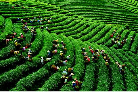 Lễ Hội Văn Hóa Trà Ở Đà Lạt - Lâm Đồng - Ảnh 1