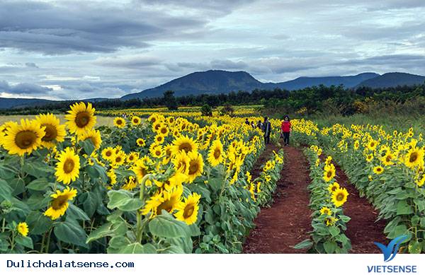 Một mùa hoa hướng dương nữa lại về - Ảnh 4 Một mùa hoa hướng dương nữa lại về - Ảnh 4