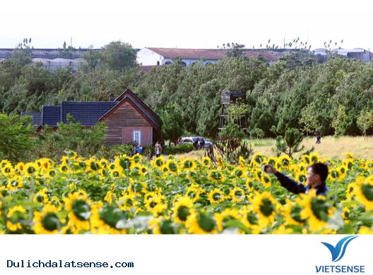 Một mùa hoa hướng dương nữa lại về - Ảnh 5 Một mùa hoa hướng dương nữa lại về - Ảnh 5