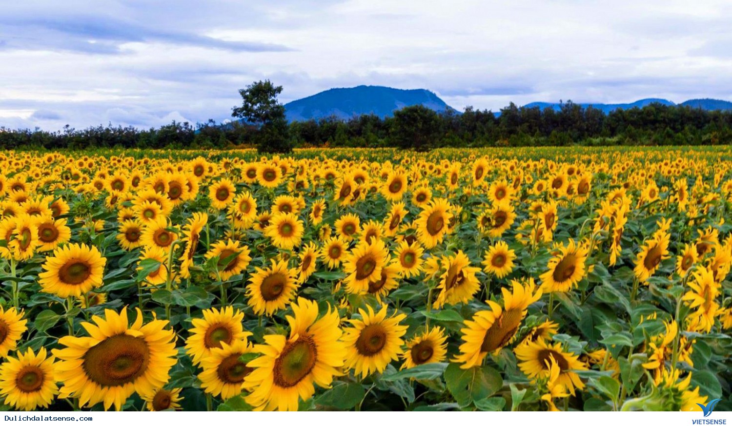 Một mùa hoa hướng dương nữa lại về - Ảnh 2 Một mùa hoa hướng dương nữa lại về - Ảnh 2