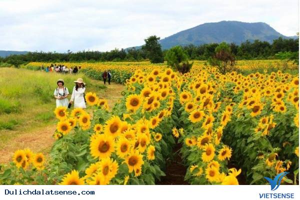 Một mùa hoa hướng dương nữa lại về - Ảnh 3 Một mùa hoa hướng dương nữa lại về - Ảnh 3