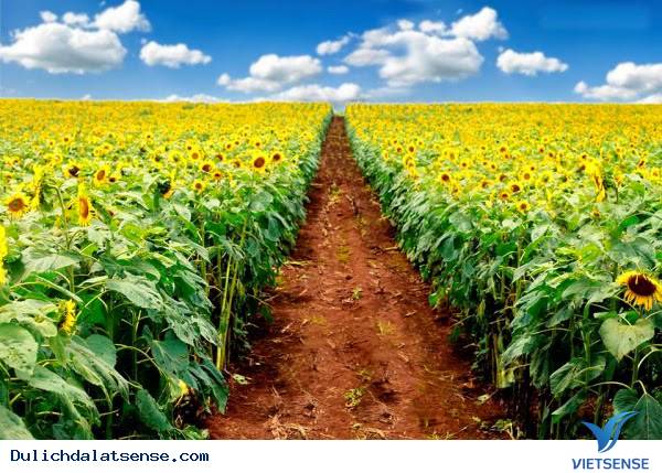 Một mùa hoa hướng dương nữa lại về - Ảnh 6 Một mùa hoa hướng dương nữa lại về - Ảnh 6