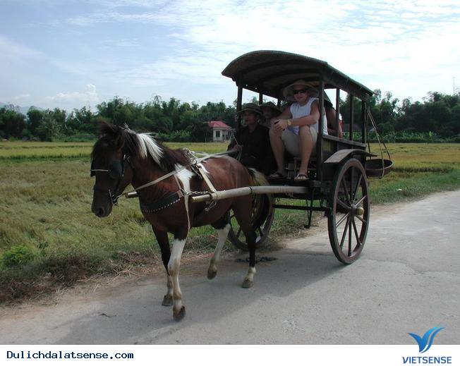 Một Ngày Du Ngoạn Cảnh Đẹp Đà Lạt Bằng Xe Ngựa - Ảnh 3 Một Ngày Du Ngoạn Cảnh Đẹp Đà Lạt Bằng Xe Ngựa - Ảnh 3