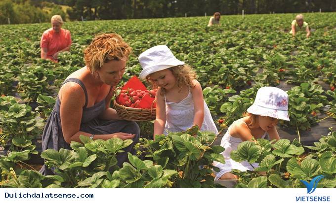 Mùa dâu tây tuyệt đẹp ở Đà Lạt - Ảnh 3 Mùa dâu tây tuyệt đẹp ở Đà Lạt - Ảnh 3