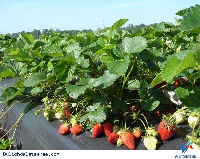 Mùa dâu tây tuyệt đẹp ở Đà Lạt - Ảnh 1 Mùa dâu tây tuyệt đẹp ở Đà Lạt - Ảnh 1