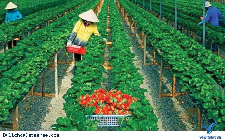 Mùa dâu tây tuyệt đẹp ở Đà Lạt - Ảnh 2 Mùa dâu tây tuyệt đẹp ở Đà Lạt - Ảnh 2
