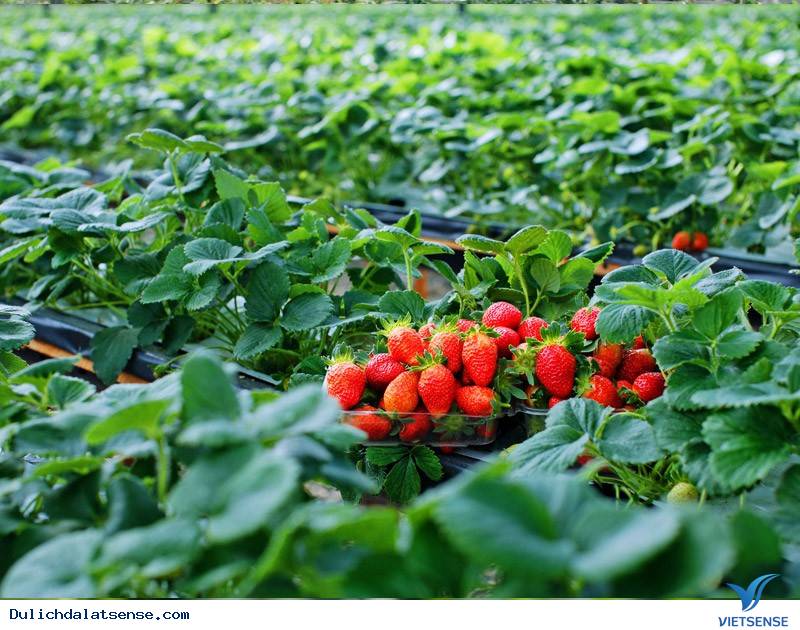 Mùa dâu tây tuyệt đẹp ở Đà Lạt - Ảnh 4 Mùa dâu tây tuyệt đẹp ở Đà Lạt - Ảnh 4