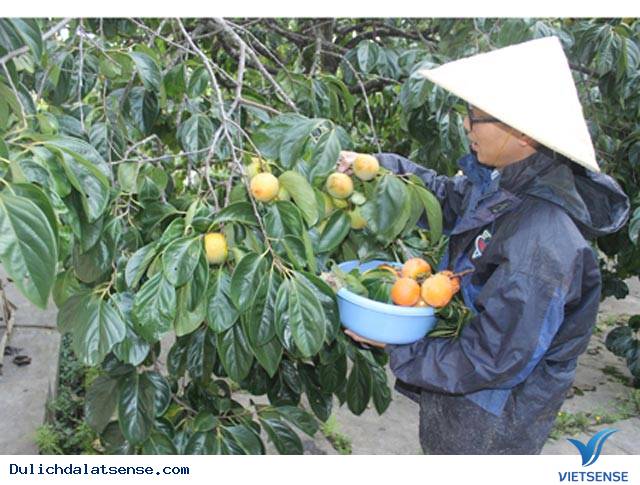 Mùa hồng thơm thảo Đà Lạt - Ảnh 2