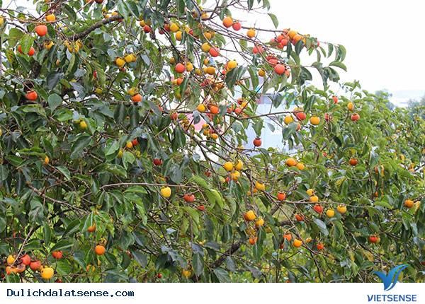 Mùa hồng thơm thảo Đà Lạt - Ảnh 1