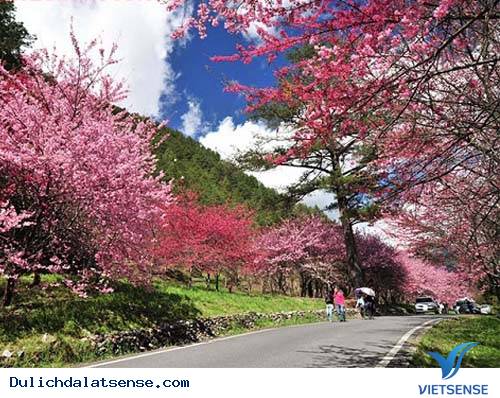 Ngày hội Hoa mai anh đào Đà Lạt - Ảnh 1