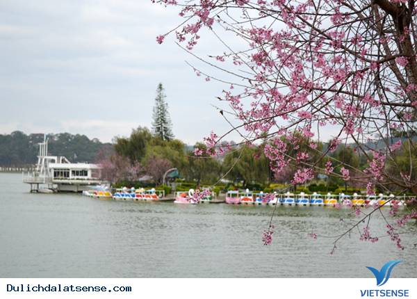 Ngày hội Hoa mai anh đào Đà Lạt - Ảnh 5