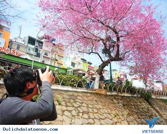 Ngày hội Hoa mai anh đào Đà Lạt - Ảnh 4