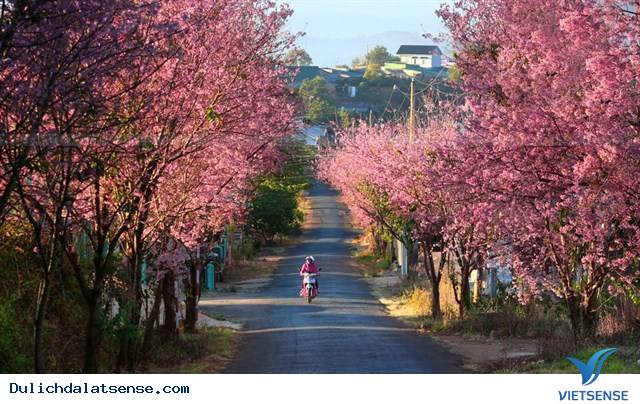 Ngày hội Hoa mai anh đào Đà Lạt - Ảnh 2