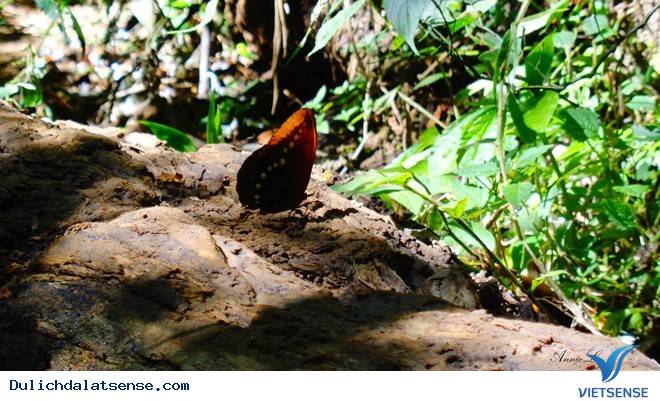 Đỉnh LangBiang - Ảnh 1