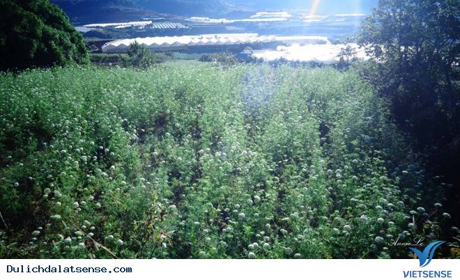 Nhà thờ Mai Anh - Ảnh 3