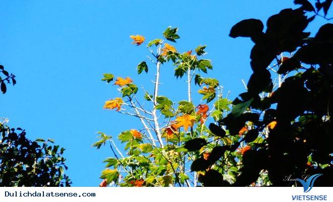 Đỉnh LangBiang - Ảnh 2