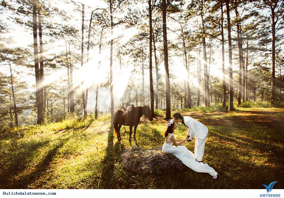 Vườn Dây Tây Đà Lạt - Ảnh 2 Vườn Dây Tây Đà Lạt - Ảnh 2