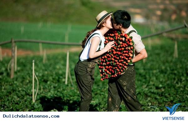 Vườn Dây Tây Đà Lạt - Ảnh 1 Vườn Dây Tây Đà Lạt - Ảnh 1