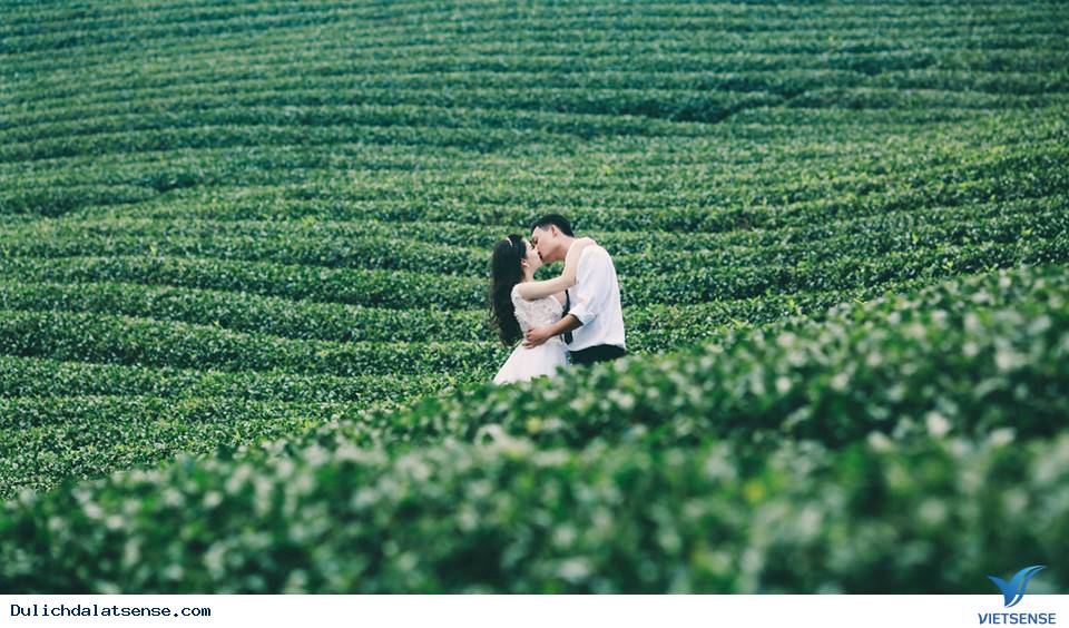 Đồi chè Cầu Đất Đồi chè Cầu Đất