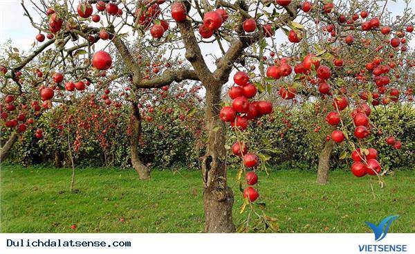 Khám phá vườn hồng giòn và hái hồng tại vườn Khám phá vườn hồng giòn và hái hồng tại vườn