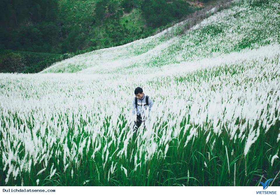 Ngắm cánh đồng cỏ tranh trắng xóa Ngắm cánh đồng cỏ tranh trắng xóa