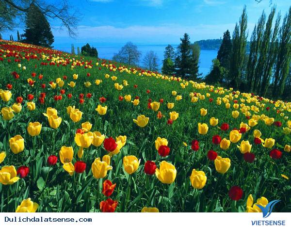 Những điều bạn nên biết khi đến Đà Lạt tháng 11 - Ảnh 1 Những điều bạn nên biết khi đến Đà Lạt tháng 11 - Ảnh 1