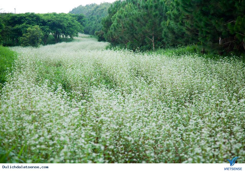 Cánh đồng hoa tam giác mạch Đà Lạt Cánh đồng hoa tam giác mạch Đà Lạt