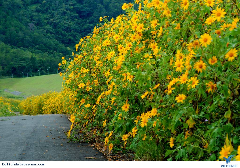 Những điều bạn nên biết khi đến Đà Lạt tháng 11 - Ảnh 2 Những điều bạn nên biết khi đến Đà Lạt tháng 11 - Ảnh 2