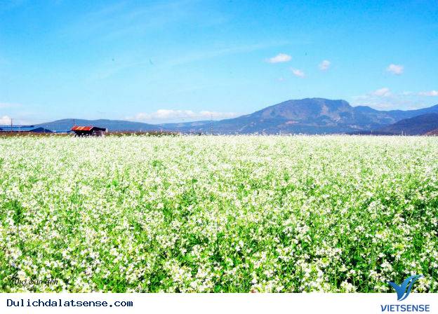 Phong cảnh Phong cảnh