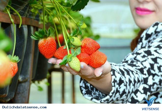 Sẵn Sàng Hành Trang Khám Phá Đà Lạt Dịp Lễ Hội Hoa - Ảnh 1 Sẵn Sàng Hành Trang Khám Phá Đà Lạt Dịp Lễ Hội Hoa - Ảnh 1