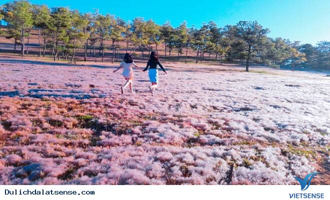 Say sưa check in đồi cỏ tuyết Đà Lạt - Ảnh 2