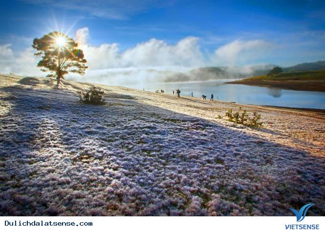 Say sưa check in đồi cỏ tuyết Đà Lạt - Ảnh 1