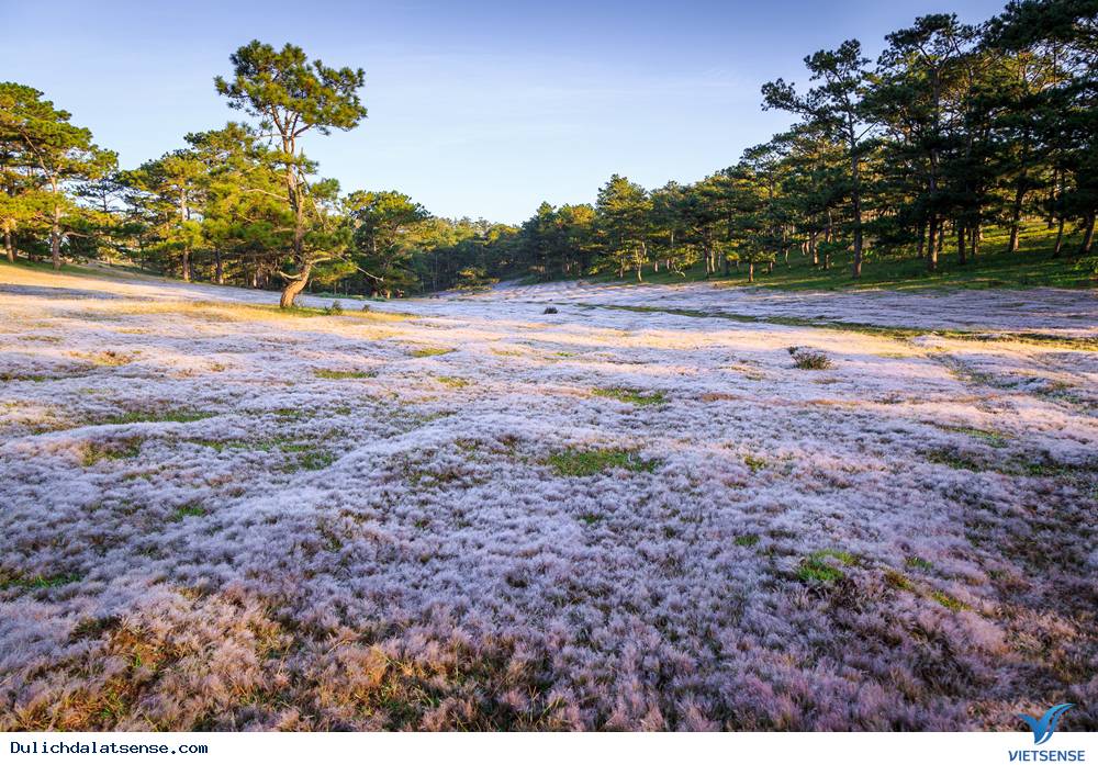 Say sưa check in đồi cỏ tuyết Đà Lạt - Ảnh 3