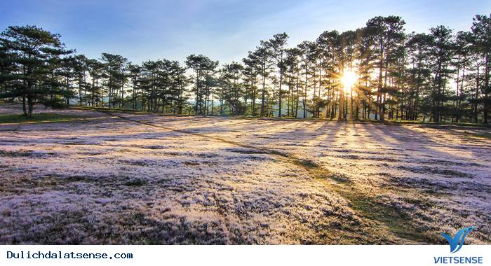 Say sưa check in đồi cỏ tuyết Đà Lạt - Ảnh 5