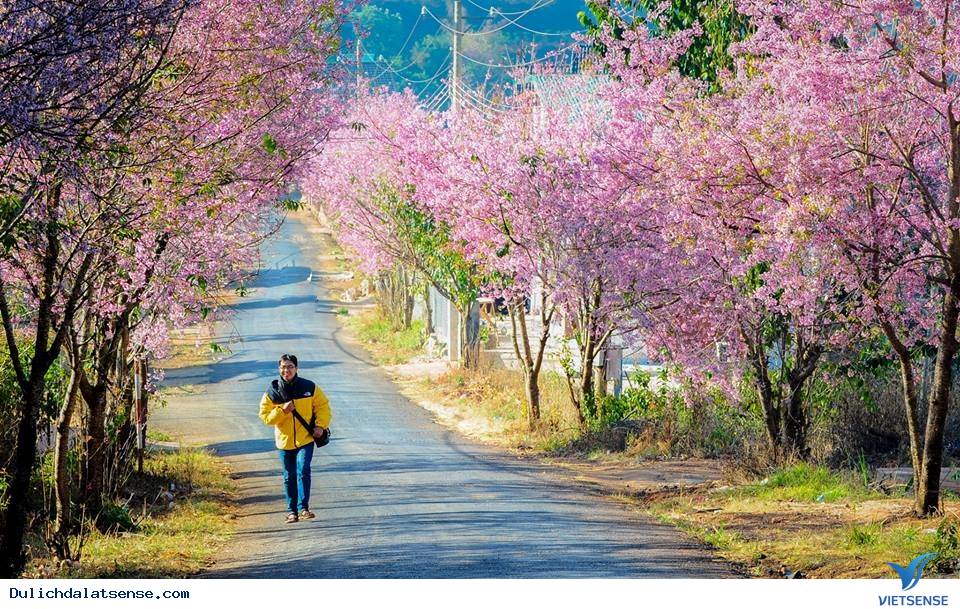 Tết Âm Lịch 2016 Có Nên trải nghiệm Đà Lạt