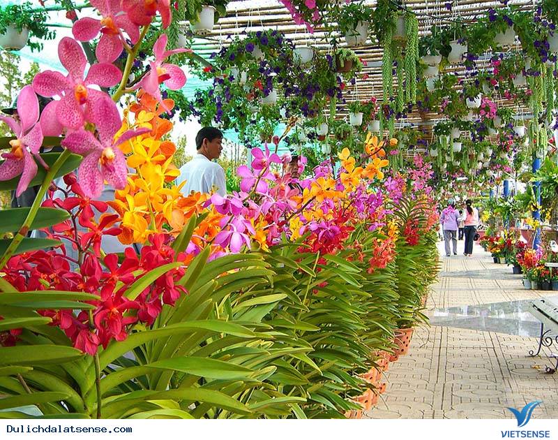 Hà Nội - Đà Lạt - Thăm Quan Thành Phố Mộng Mơ 3 Ngày 2 Đêm - Ảnh 1 Hà Nội - Đà Lạt - Thăm Quan Thành Phố Mộng Mơ 3 Ngày 2 Đêm - Ảnh 1