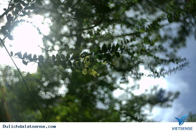 Vẻ Đẹp Đà Lạt Đầy Sức Sống Mùa Hoa Mimosa - Ảnh 5