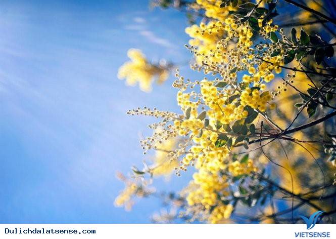 Vẻ Đẹp Đà Lạt Đầy Sức Sống Mùa Hoa Mimosa - Ảnh 1