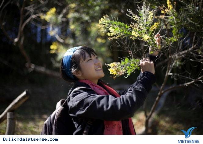 Vẻ Đẹp Đà Lạt Đầy Sức Sống Mùa Hoa Mimosa - Ảnh 8